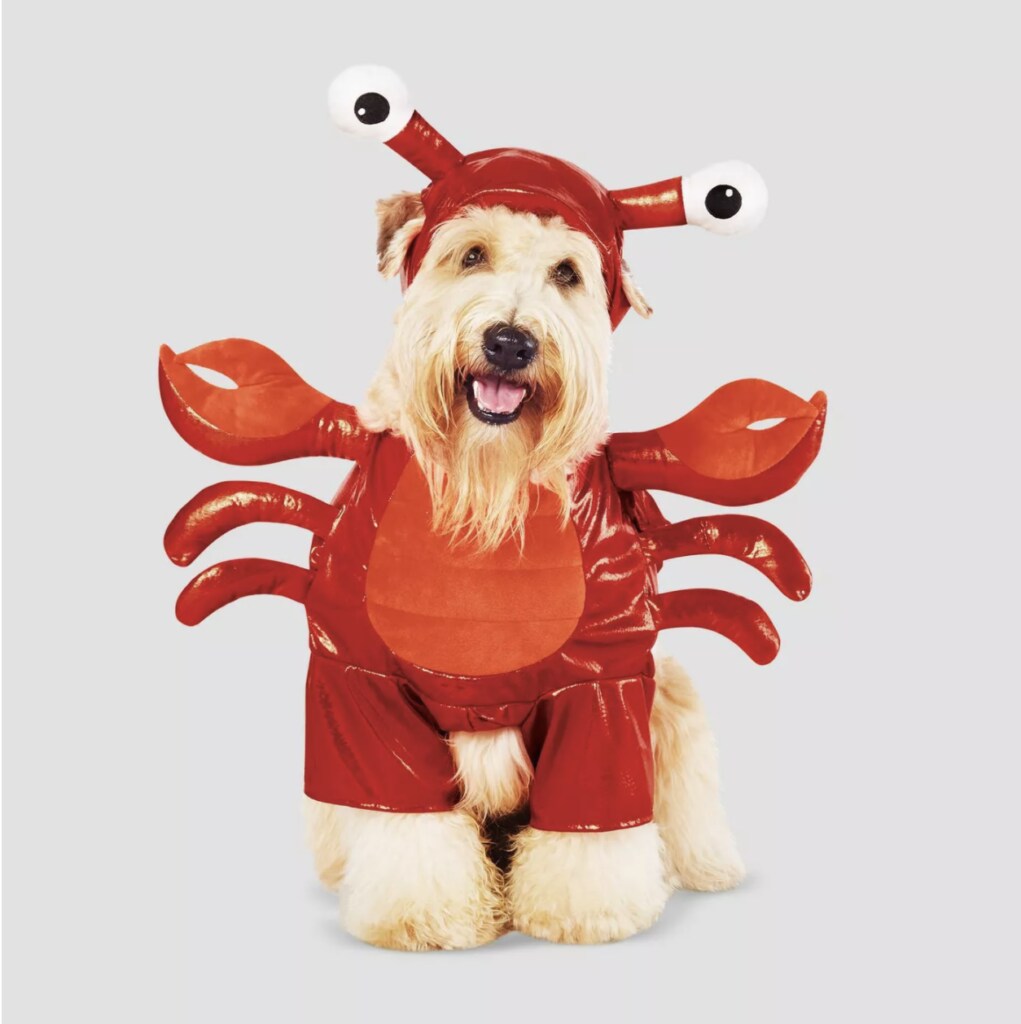 This lobster getup is the cutest dog or cat Halloween costume