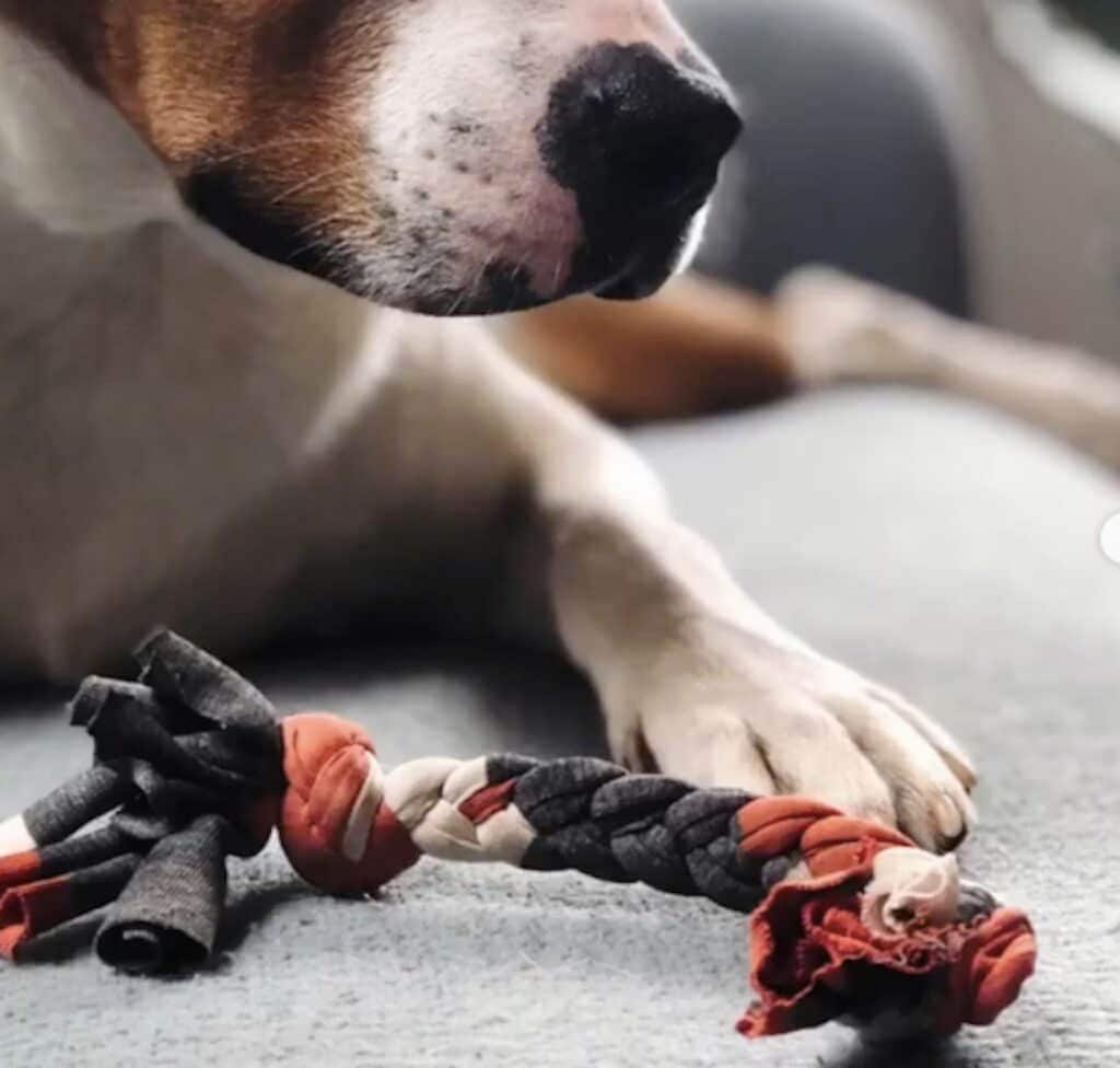 DIY: How to Make an Interactive Dog Toy