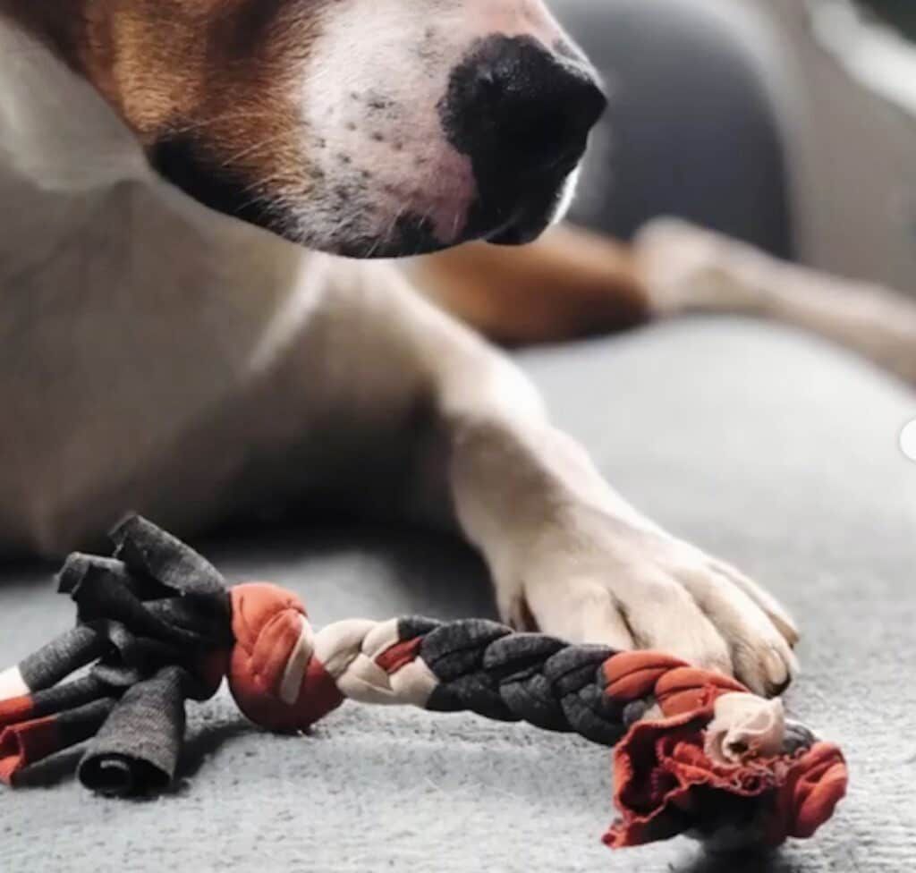 9 DIY Dog Enrichment Toys You Can Make at Home