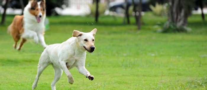 Master Dog Park Etiquette