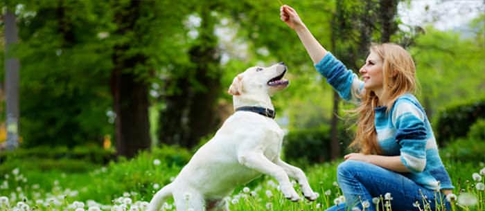 5 Most Common Dog Training Problems