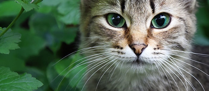 Why Do Cats Have Whiskers? 7 Fun Facts About Cat Whiskers You Never Knew!