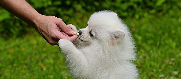 11 DIY Dog Cookie Recipes for Extra Good Doggies