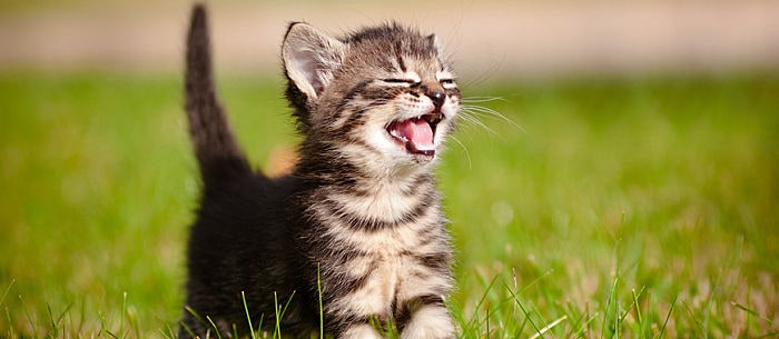 101 Amusing Cat Facts: Fun Trivia About Your Feline Friend