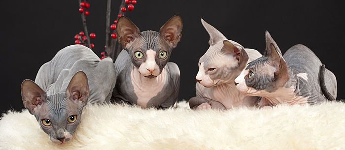 10 exotic cats: Everything you need to know about the “wildest” cat breeds
