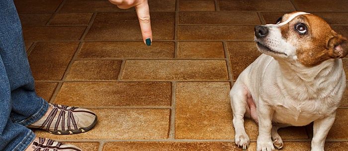 15 Helpful Dog Training Tips From the Experts