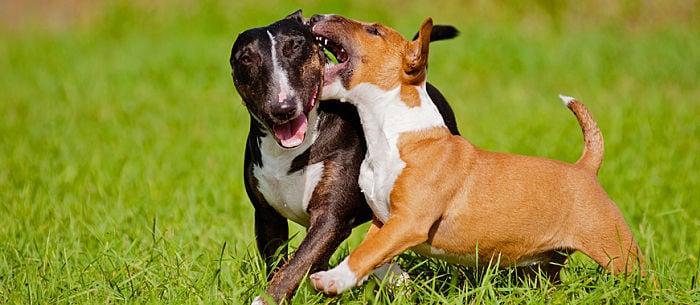 Dog Bullying: How to Spot It and What to Do