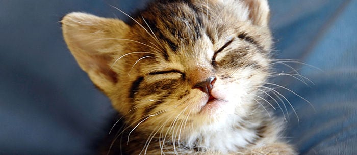 Kitten Care: 12 Things to Know About Bringing Home a New Little Kitty