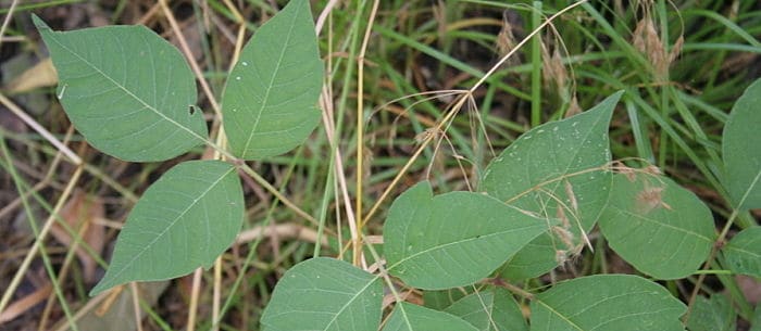 Can Dogs Get Poison Ivy?