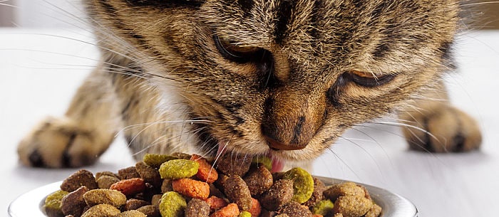 What Do Cats Eat? The Answer May Surprise You