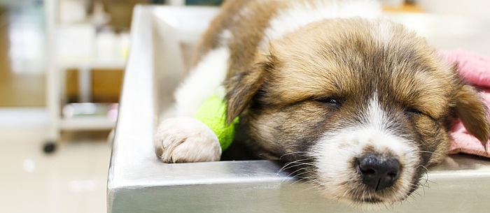 One sick puppy: 7 common puppy illnesses to look out for