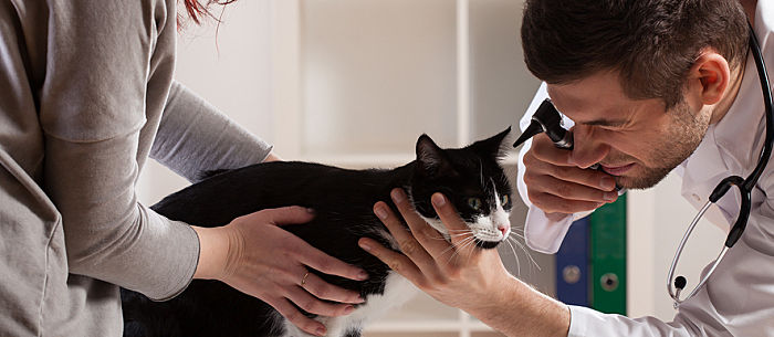 Do You Have a Sick Cat? 11 Signs It’s Time for a Trip to the Vet