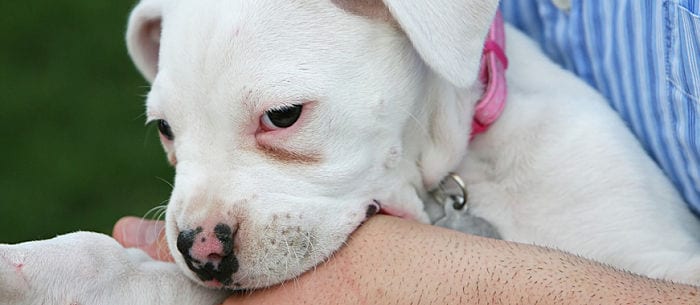 Chew on This: How to Stop Puppy Biting in 6 Easy Steps