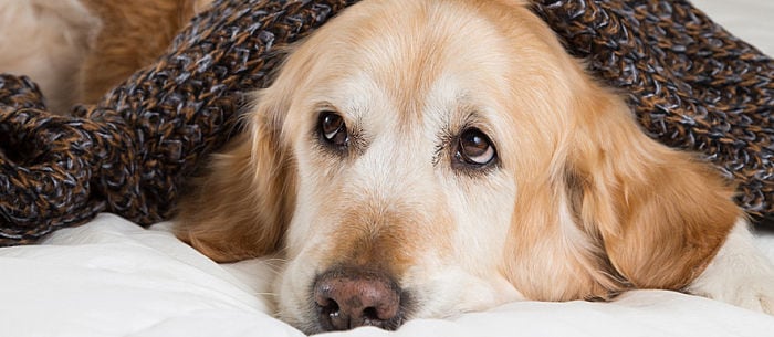 Dog Flu: How Your Dog Gets It and How to Treat It
