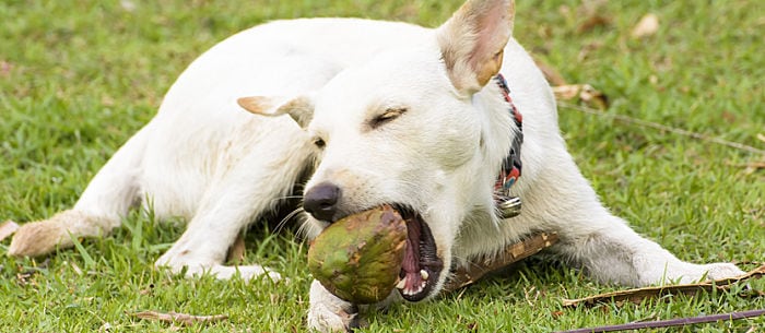 Is Coconut Oil Good For Dogs?