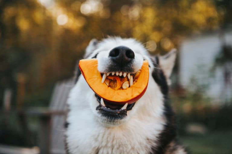 Top 10 vegetables for dogs: Pick the perfect veggie for your dog&#8217;s health