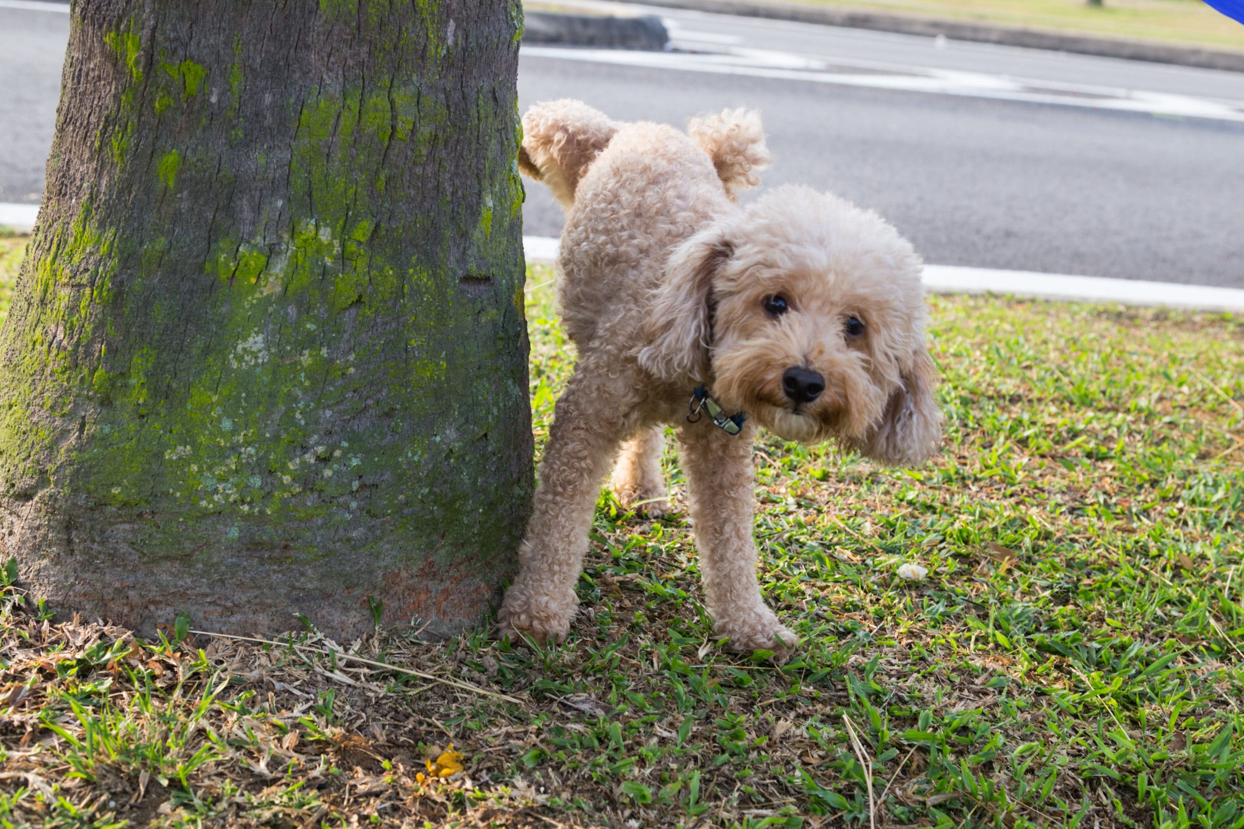 Dog with a bladder infection? 7 tips to help your pup