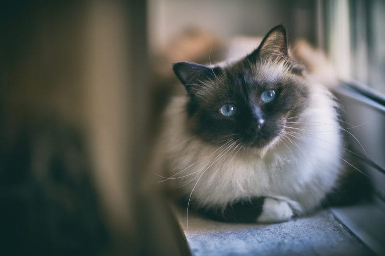10 fluffy cat breeds you&#8217;ll love to cuddle