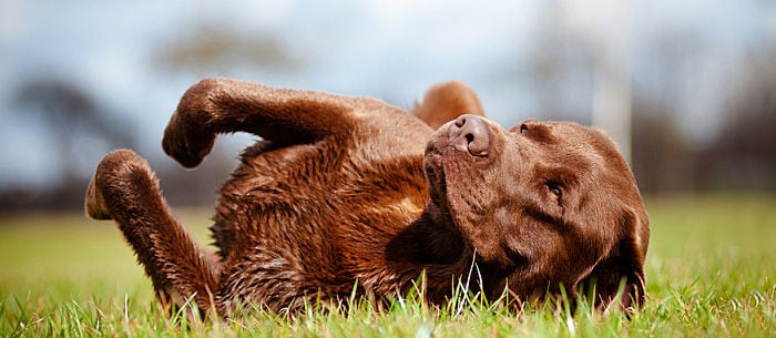 Dog Eye Infection? The Four Most Common Problems