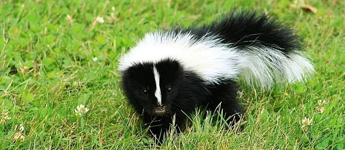 How to Get Rid of Skunk Smell on Dog Fur: A Step-by-Step Guide