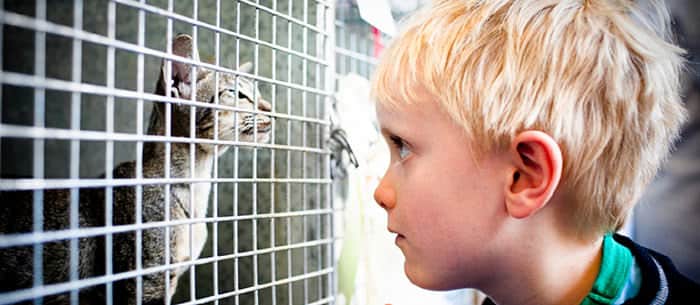 Pet Charities: Our favorites