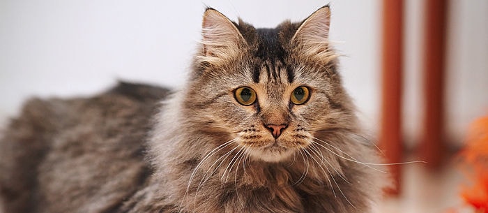 Top 10 Fluffy Cat Breeds