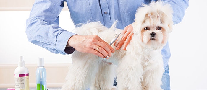 Dog Lice 101: The Good, the Bad and the Itchy