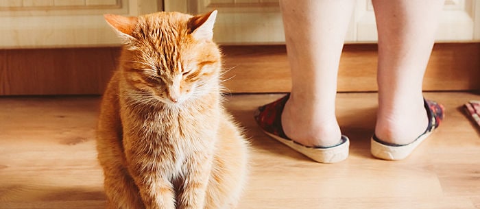 Do Cats Fart? An Answer to the Age-Old Question