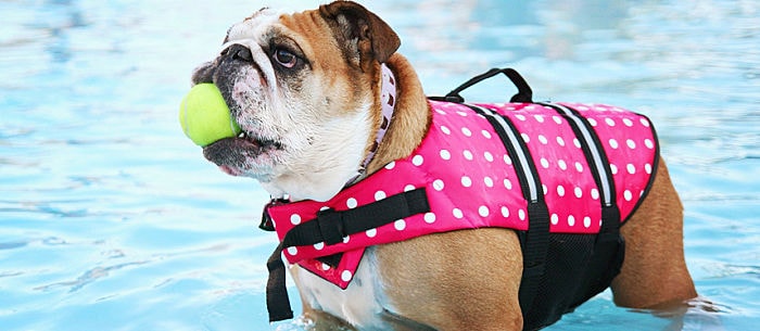 Heat Stroke in Dogs: Know How to Prevent It