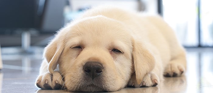 Puppy Love: 9 of the Most Adorable Puppies on the Instagram
