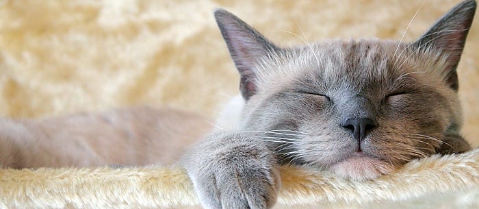 How Long Do Cats Sleep?