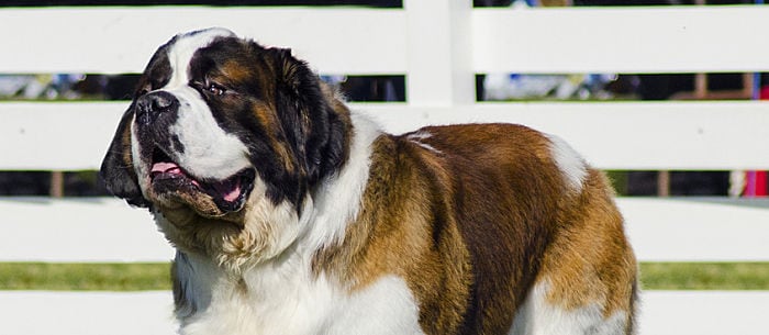 Top 10 Strongest Dog Breeds