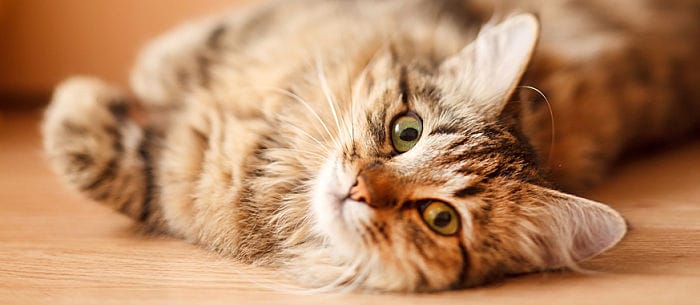 The 10 Best Veterinary Pet Insurance Companies