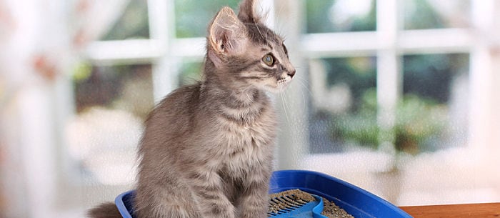 How To Get Rid Of Cat Pee Smell What To Do When Your Cat Thinks Outside The Box Care Com Resources How To Get Rid Of Cat Pee Smell What To Do When Your Cat Thinks Outside The Box Care Com Resources