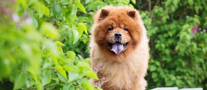 Chinese Dogs: 9 Awesome Dog Breeds From China