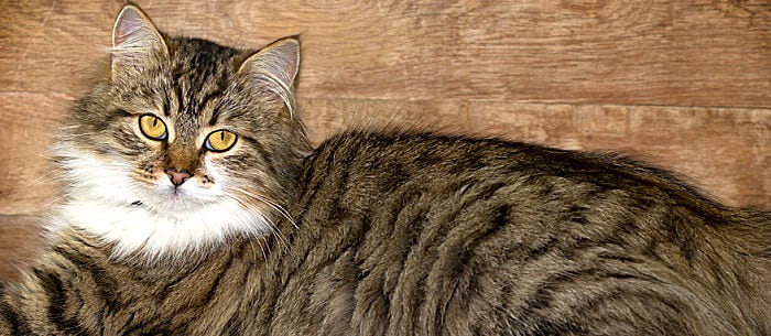 10 Large Cat Breeds: The Next Best Thing to Owning a Tiger!