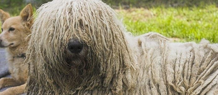 Lovable Long-Haired Dogs