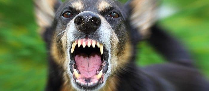 Signs of Rabies in Dogs: What You Need to Know