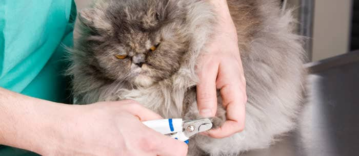 Cat Care: To Declaw or Not to Declaw?