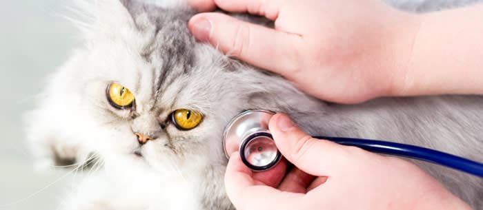 Interview with an Expert: Herpes Eye Infections in Cats