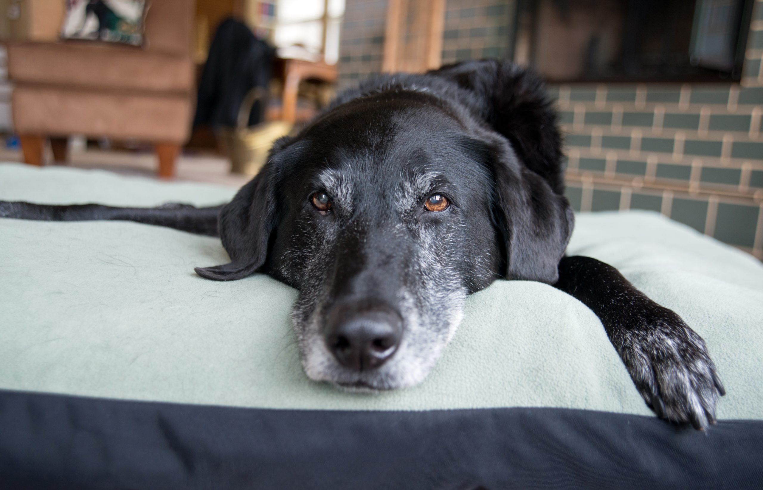 7 Reasons Why You Should Adopt the Senior Dog at the Shelter