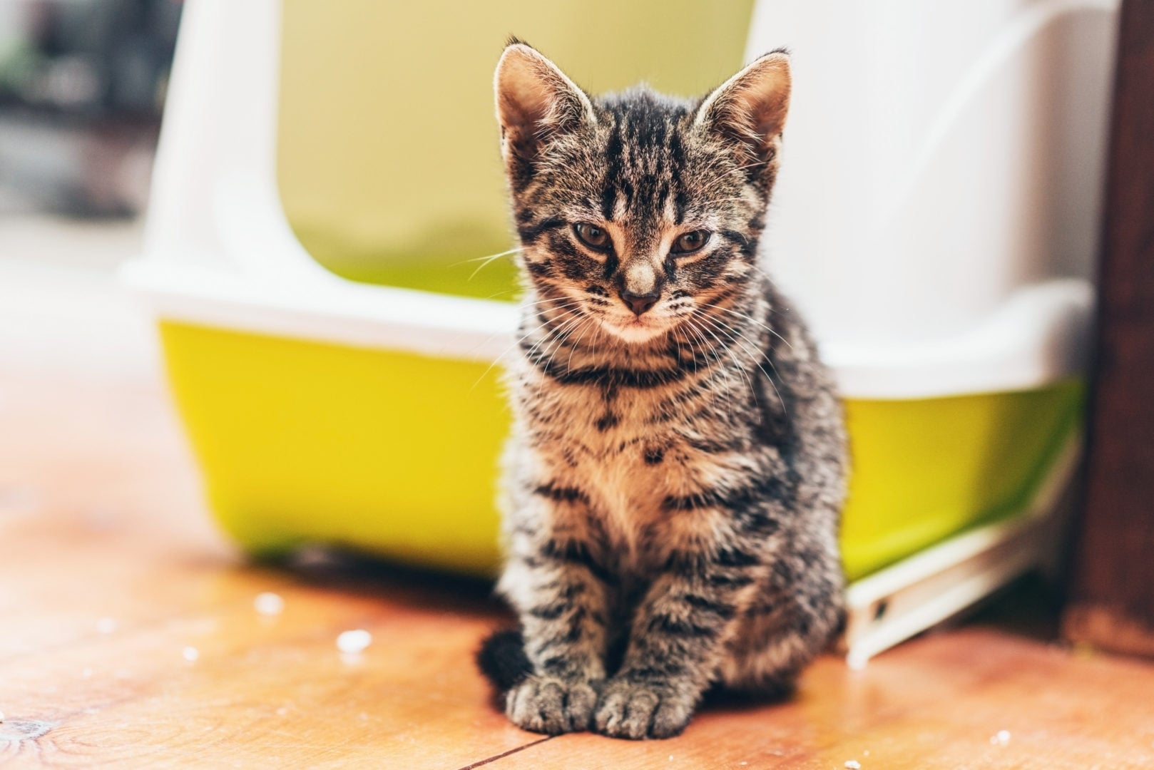 Self-Cleaning Kitty Litter Boxes: A Side-by-Side Comparison of the 6 Best Models