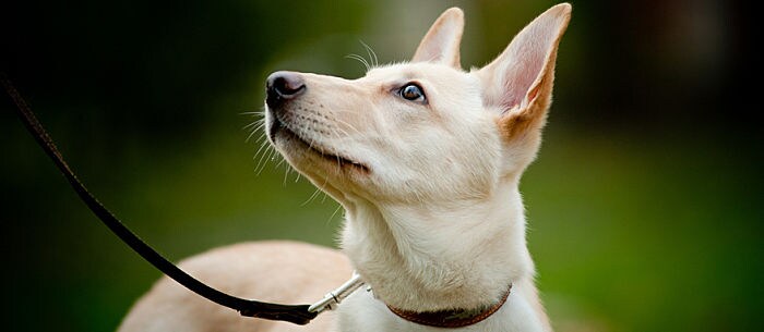 6 Leash Training Tips You Won’t Learn in Obedience School