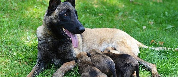 False Pregnancy in Dogs — How to Tell