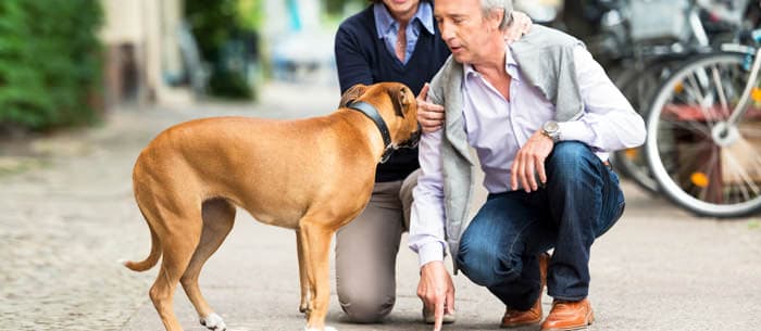 Understanding Popular Dog Training Methods