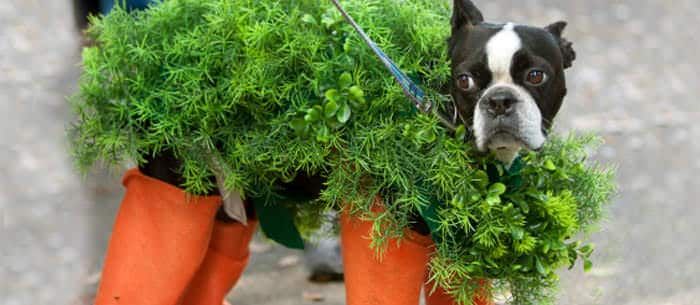 Halloween Pet Costumes: Safety Guidelines