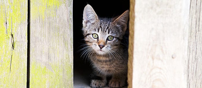 Lost Cat Search: 12 Things You May Forget to Do