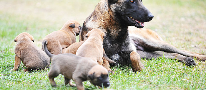 The Benefits of a Puppy Feeding Schedule