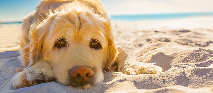 Dog Skin Cancer: An Overview of This Condition and How to Prevent It