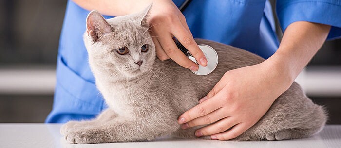 14 Symptoms of Distemper in Cats